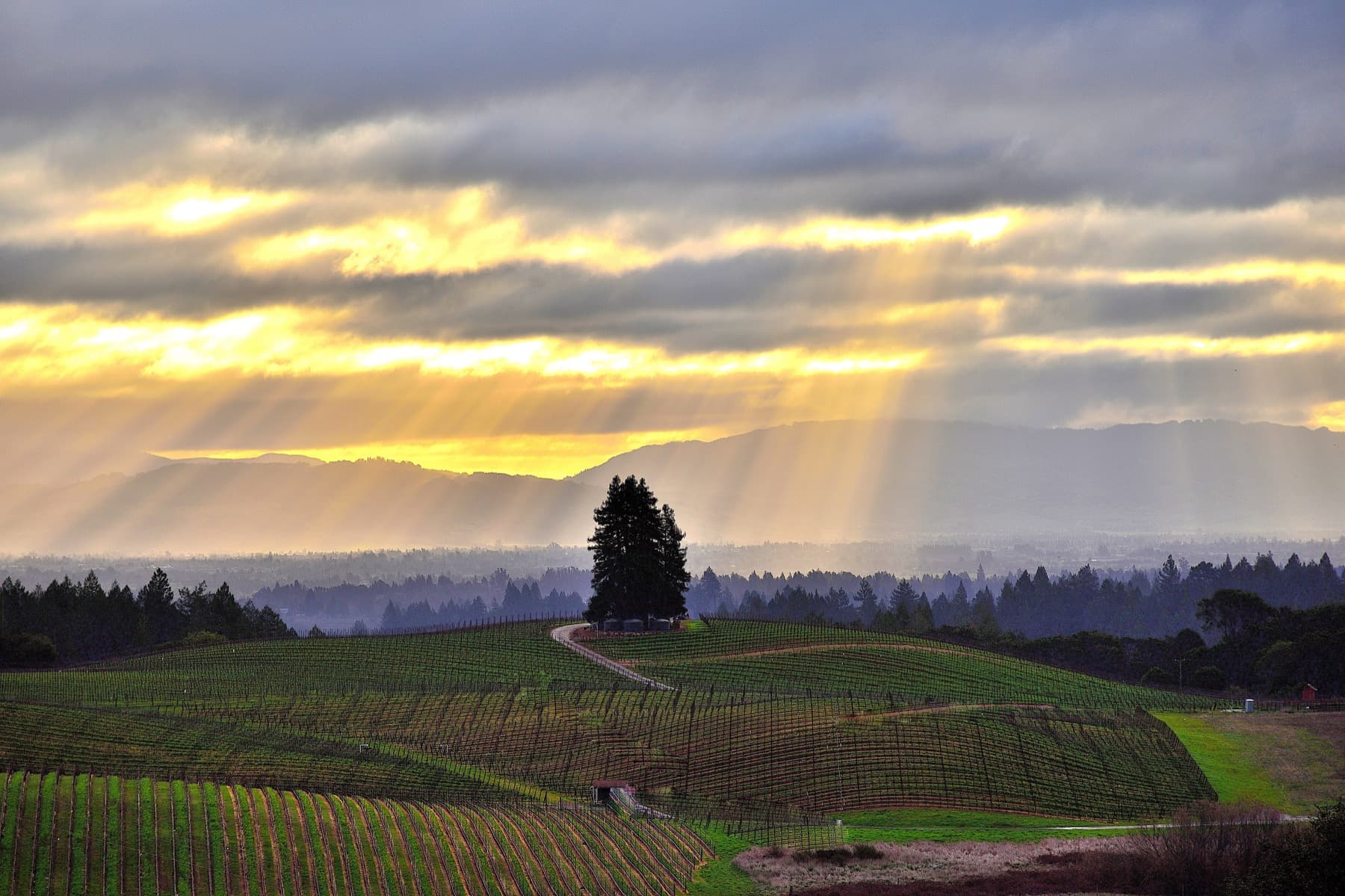 McKee Vineyard landscape